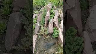 прогулка после дождя и неожиданная встреча!