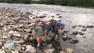 In search of big salmon on the River Reisa in Norway