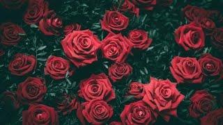 The Story of a Million Roses (Миллион алых роз)