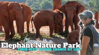 The Elephant Nature Park - Chiang Mai's MOST ETHICAL SANCTUARY !