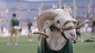 Cam the Ram: the live mascot of Colorado State University