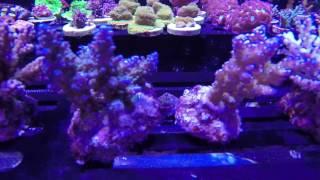 Acropora Corals!!