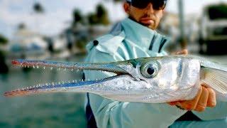 Giant Houndfish, Jacks and Sharks - Inshore Fishing in Florida - ft. Paul Cuffaro