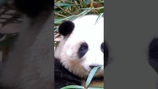 Meet Hua Hua, the cutest panda in the world!