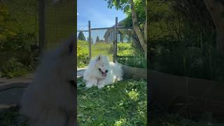 Каникулы в деревне #самоед #puppy #dog #собака #samoyed #смешно #pets #animals #summer #holiday