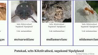 Putukad, selts Kiletiivalised, sugukond Sipelglased hall insect murelane tavarautsik niidurautsik