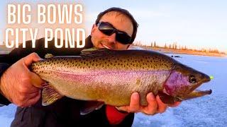 How to Catch Huge Triploid Trout Ice Fishing with a Jaw Jacker