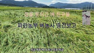 파란농부 벼농사 중간보고(Blue farmer rice interim report)귀농귀어귀촌 신동진 백옥찰