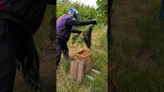 Bee Swarm Shaken into Hive from Acacia Branch!  Close-Up