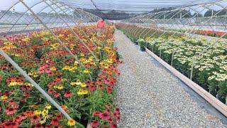 Echinacea Cheyenne Spirit (Coneflower) // Amazing, EASY, Multi-colored Perennials for Sunny Sites