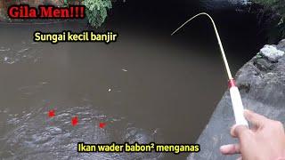 GILA MEN!!SUNGAI KECIL BANJIR GEROMBOLAN IKAN WADER BADOT MENGGANAS||MANCING WADER BABON