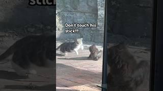 Hammy vs The Stick: A Wild Encounter
