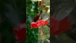 Colour grinding hack in vn app | Tutorials #shorts