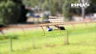 Horse jump horror crash -RSPCA South Australia