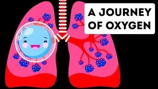 A Full Journey Through Your Lungs