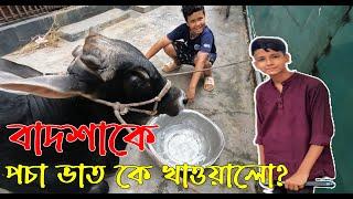 বাদশাকে পচা ভাত কে খাওয়ালো ? Qurbani Goru | Qurbani cow update | Cow Video | Qurbani 2023