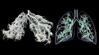 How America's "Lung Lichen" DESTROYS Sickness in the Human Body