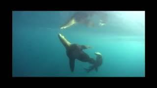 Positive Futures Magazine - Pair of Sea Lions underwater, Valdez, Alaska