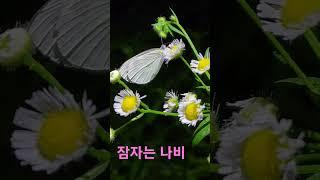 잠자는 나비#shorts #아자소 #자연 #힐링