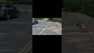 Wildlife Warwick Uni #wildlife #university #warwick #unitedkingdom #coventry