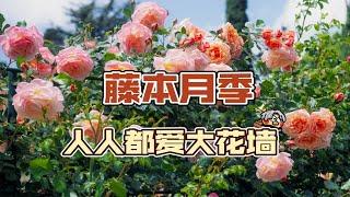 三十余款藤本月季盘点，如何选择适合自己的藤本月季