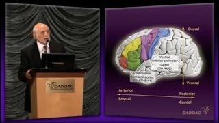 The Neuroanatomy of ADHD and thus how to treat ADHD - CADDAC - Dr Russel Barkley part 1c