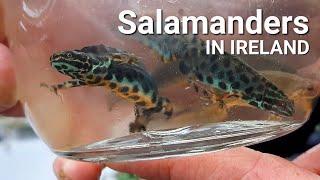 FINDING NEWTS - aka salamanders, such beautiful creatures, Co. Kildare, Ireland