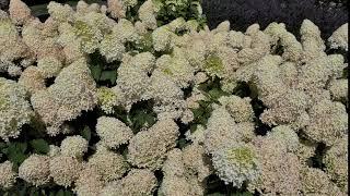 Hydrangea paniculata Skyfall at Harry van de Laar gardens in Boskoop