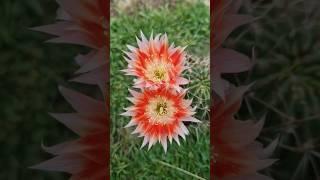 Lobivia #cactus #flowers #nature #gardening #cactusjerk