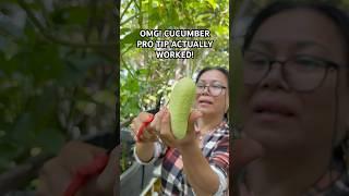 Cucumber trick that actually worked!  #cucumber #gardening #garden #gardentips #harvest #shorts