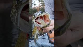 Beauty 28” Pike in the net #pikefishing #fishinglife #fishingvideo #fishing #fish