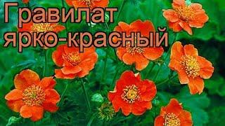 Гравилат ярко-красный (geum coccineum)  гравилат обзор: как сажать рассада, саженцы гравилата