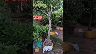 lộc vừng bông đỏ:ĐT:0349881409. văn út kính mời.