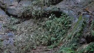 张献忠宝藏民谣并不是空穴来风，江口沉银据说在下游还有漏网之鱼 宝藏 户外 江口沉银 传说 抖音我要上热门