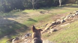 Cali Before and After Video, German Shepherd Dog Training, Columbia South Carolina