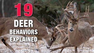 19 Fascinating Deer Behaviors Explained