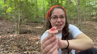 How to recognize Russula mushrooms + mycorrhizal mushrooms explained