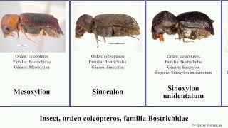 Insect, orden coleópteros, familia Bostrichidae sericea linearis ypsilon Lyctus Endecatomus Yuga