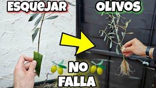 MILLONES de OLIVOS gratis en POCOS DÍAS! Como Esquejar y Plantar olivo sin raíz - Enraizar Árboles