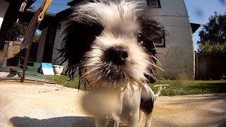 Puppy's First Time In The Pool!!! (5.6.14)