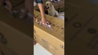 Labrador patience for dog house️ #shorts #trending #asmr