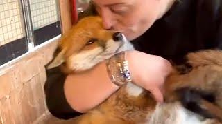 Rescue fox loves to snuggle with teddy bear