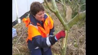 Six weed-control techniques: tips from Forest & Bird