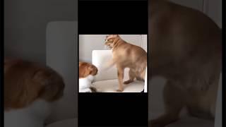 고양이 핵 냥냥펀치 레전드 참을만큼 참았다 냥아치의 최후 몇대를때리는거야... #반전주의 #고양이 #고양이쇼츠 #냥아치 #냥펀치 #쇼츠추천 #쇼츠리즘