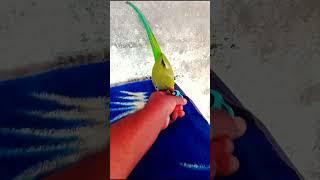 Give me the toy car my dear parrot #shorts
