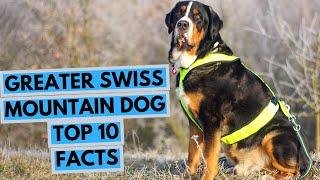 Greater Swiss Mountain Dog - TOP 10 Interesting Facts