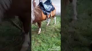 Знакомство с Пони! Архив !
