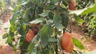 Tomate em estufa variedade Graziany