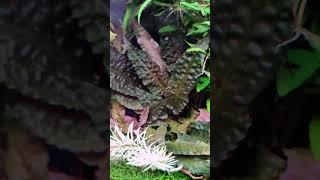 Криптокорина "Фламинго" / Cryptocoryne sp. "Flamingo"