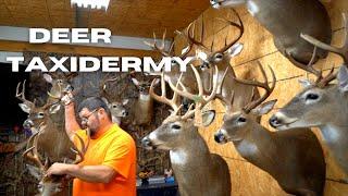 Deer Taxidermy (*THE PROCESS*)